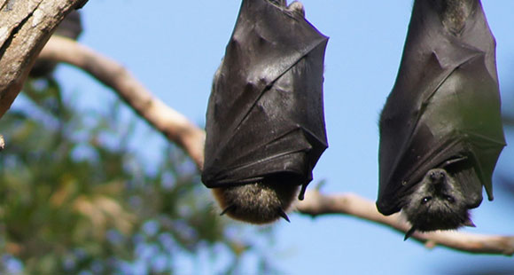 Flying foxes