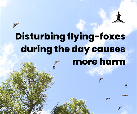 Disturbing flying-foxes during the day causes more harm.png