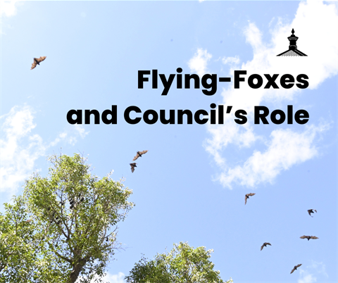 Flying-Foxes and Council’s Role (1).png
