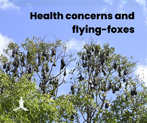 Health concerns and flying-foxes (1).png